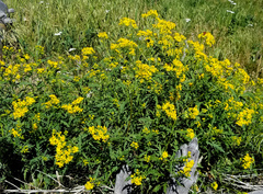 Senecio eremophilus