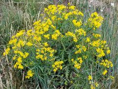 Senecio eremophilus