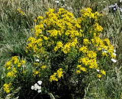 Senecio eremophilus