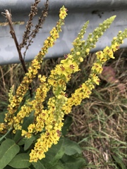 Verbascum nigrum