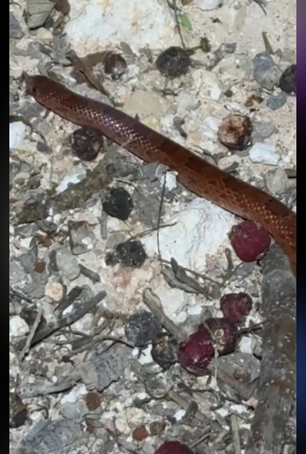 Blotched Hooknose Snake