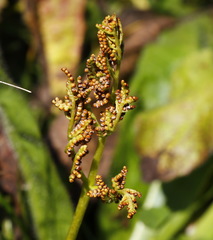 Sceptridium robustum