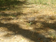 Streptopelia decaocto
