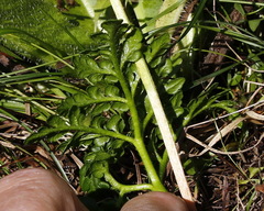 Sceptridium robustum