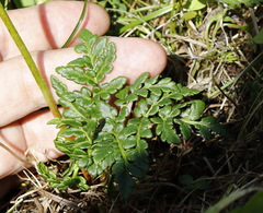 Sceptridium robustum