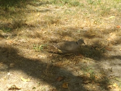 Streptopelia decaocto