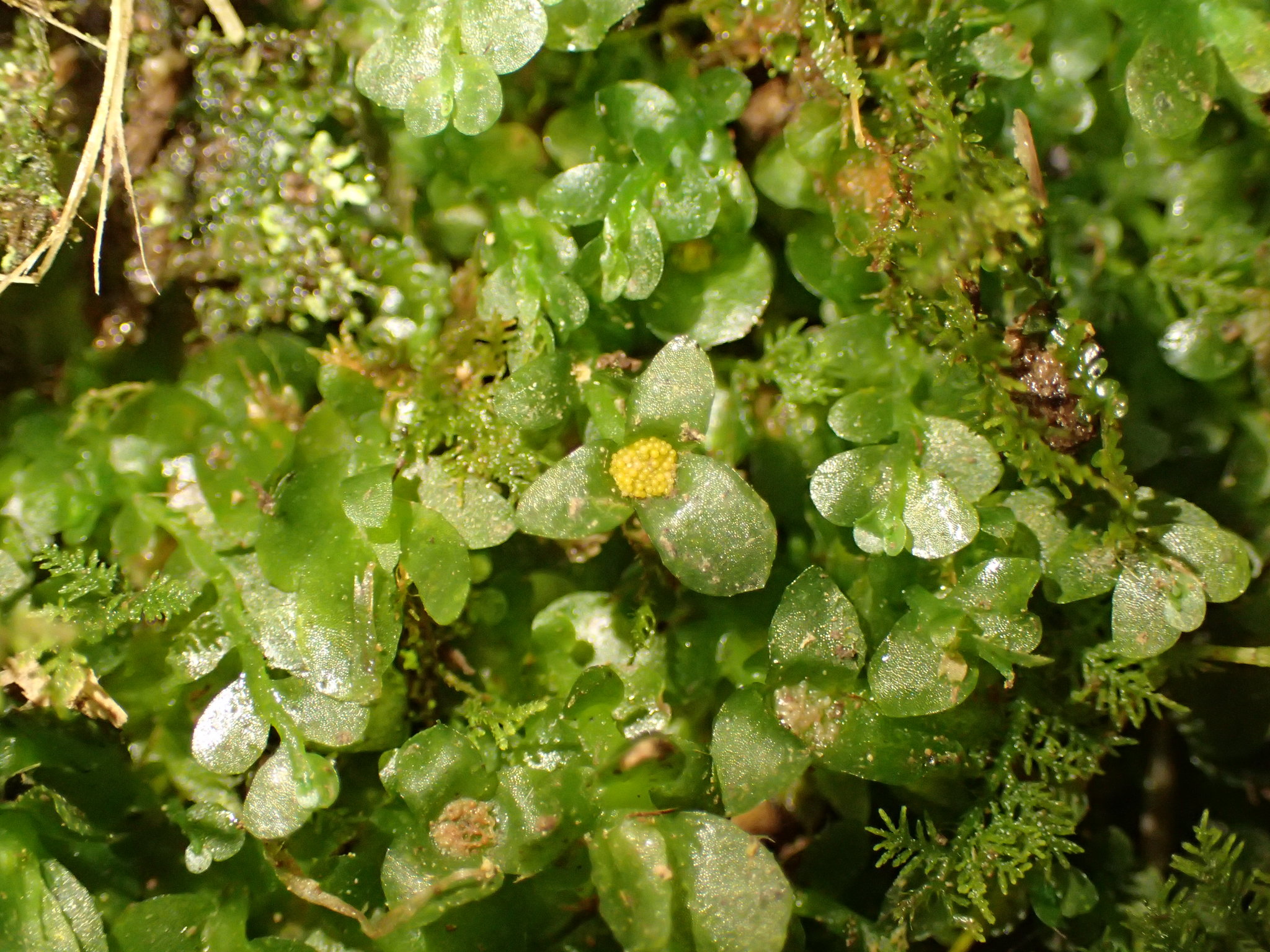 Haplomitrium