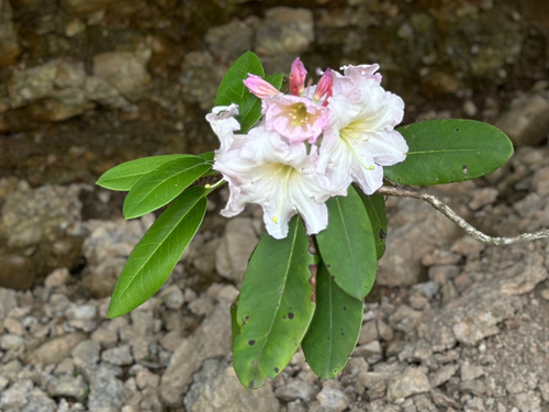 Rhododendron fortunei, 2025-05-04