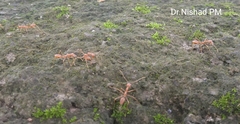 Oecophylla smaragdina