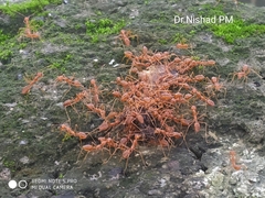 Oecophylla smaragdina