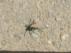 Apodiphus integriceps