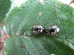 Calligrapha confluens