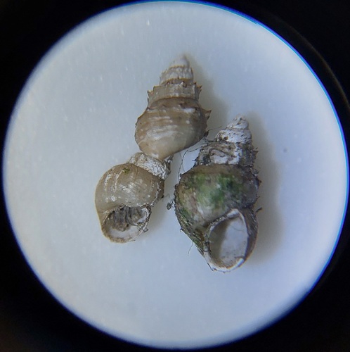 Serrate Crownsnail, Oost, Utrecht, Nederland, photo 7 of 10