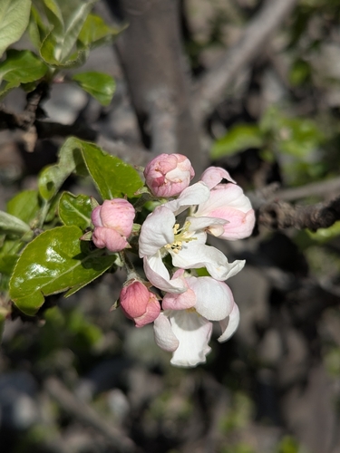 Image of Malus sieversii by (c) Islam Galymzhanov, some rights reserved (CC BY)