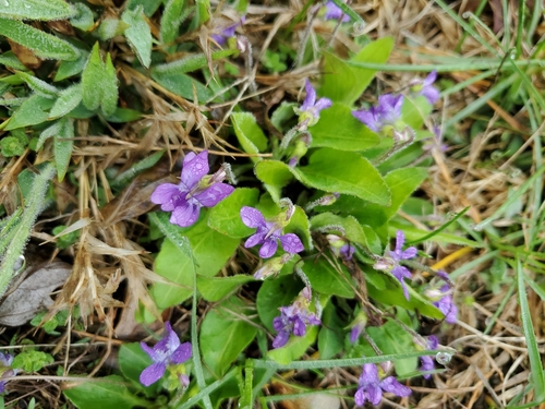 Image of Viola fimbriatula by (c) Ben Machado, some rights reserved (CC BY)