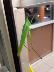 Neoconocephalus retusus
