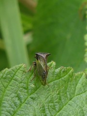 Stictocephala basalis