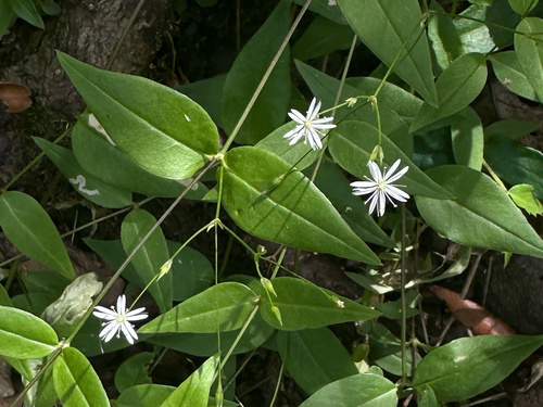 Stellaria chinensis