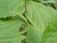 Stictocephala basalis