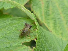 Stictocephala basalis