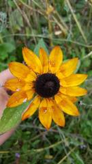 Rudbeckia