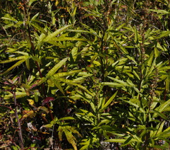 Artemisia vulgaris kamtschatica