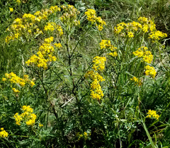 Senecio eremophilus