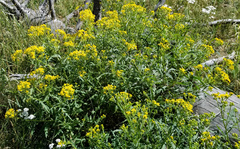 Senecio eremophilus