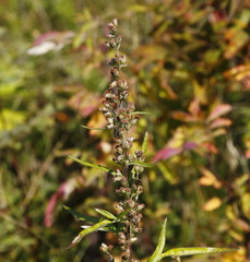 Artemisia vulgaris kamtschatica