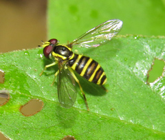 Xanthogramma flavipes