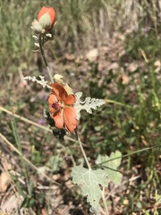 Sphaeralcea hastulata