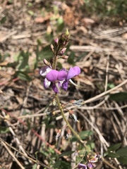 Desmodium batocaulon