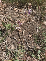 Desmodium batocaulon