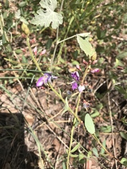 Desmodium batocaulon