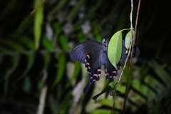 Papilio bianor thrasymedes