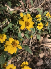 Heliopsis parvifolia