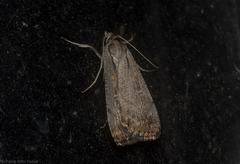 Tathorhynchus fallax