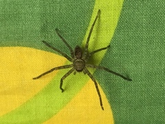 Heteropoda venatoria