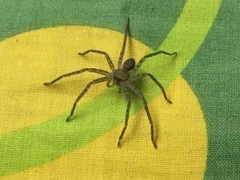 Heteropoda venatoria