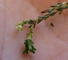 Diosma prama
