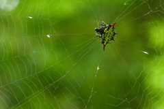Gasteracantha sauteri