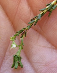 Diosma prama