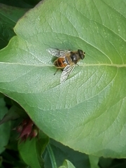 Eristalis tenax