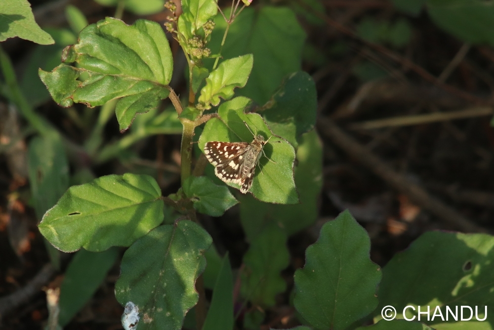 Asian Grizzled Skipper