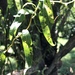 Salix babylonica tortuosa - Photo (c) vester, μερικά δικαιώματα διατηρούνται (CC BY-NC)