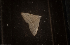 Dichromodes limosa