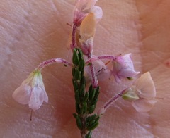 Erica newdigatei