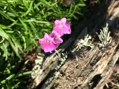 Armeria maritima maritima