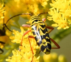 Megacyllene robiniae