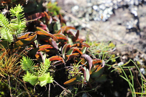 Ledebouria asperifolia